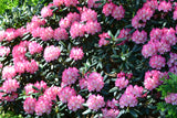 Rhododendron 'Fantastica', 20-25 cm, 5-pack