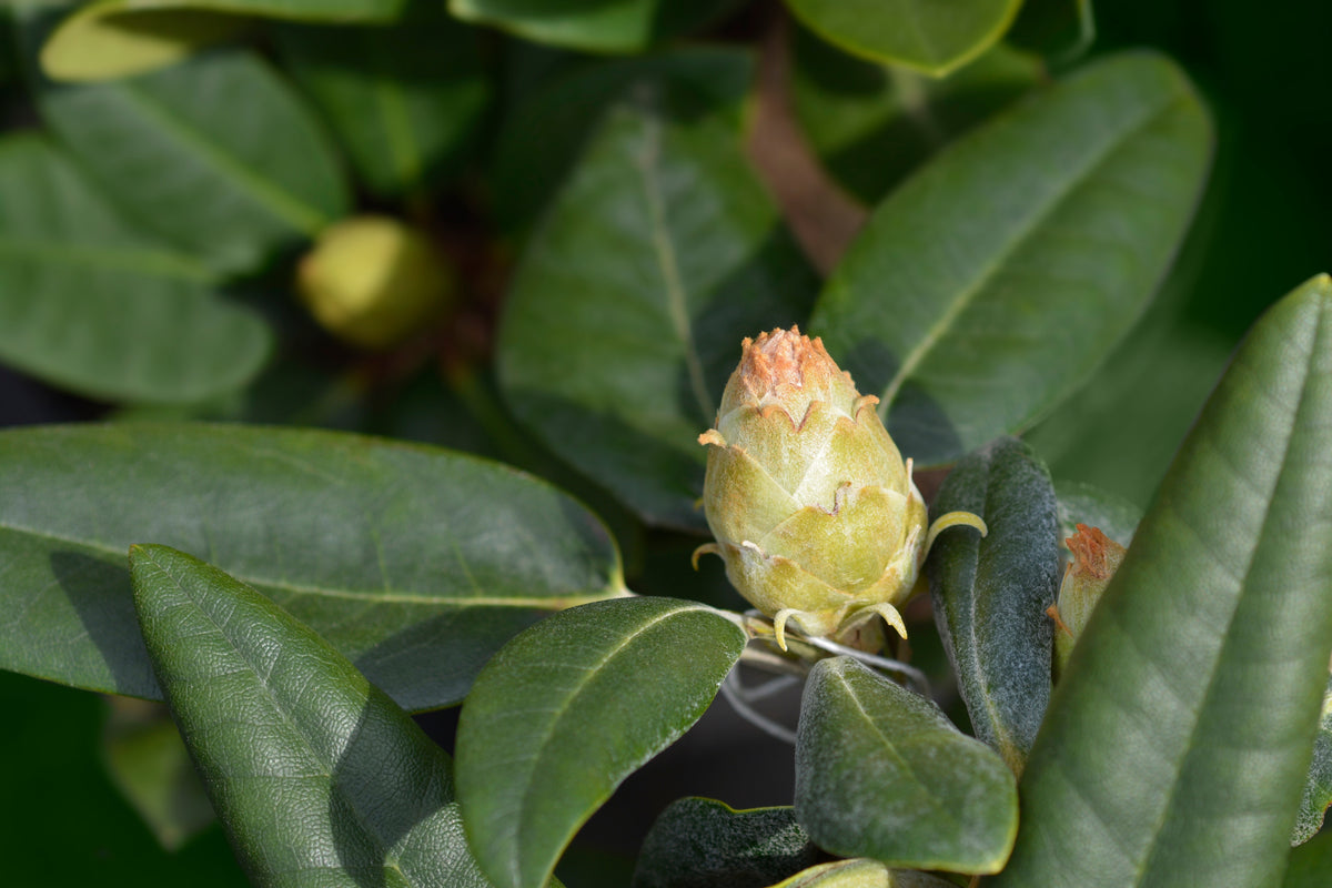Rhododendron 'Fantastica', 20-25 cm, 5-pack