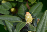 Rhododendron 'Fantastica', 20-25 cm, 5-pack