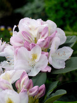 Rhododendron 'Gomer Waterer', 30-40 cm, 3-pack