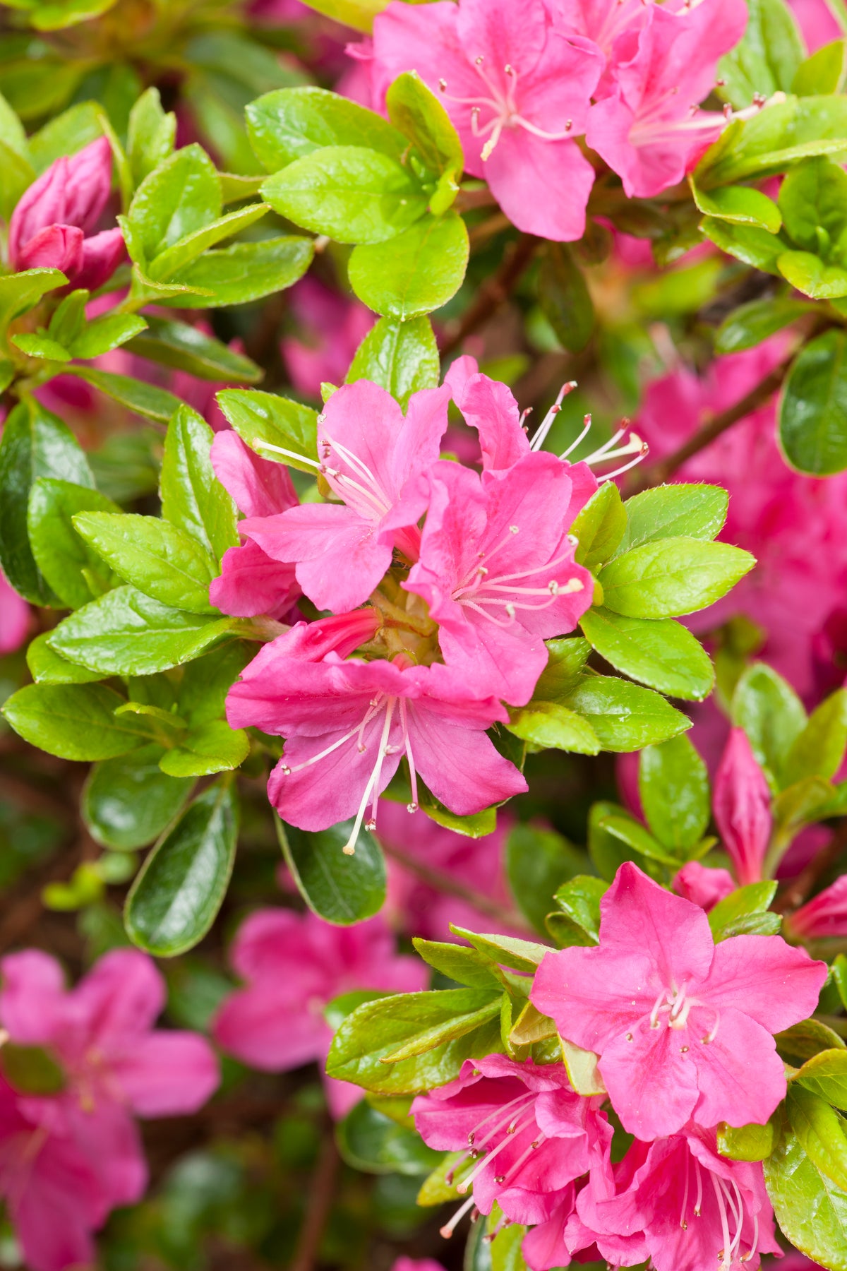 Rhododendron (Japanska Azalea-Gruppen) 'Kermesina', 20-25 cm, 5-pack