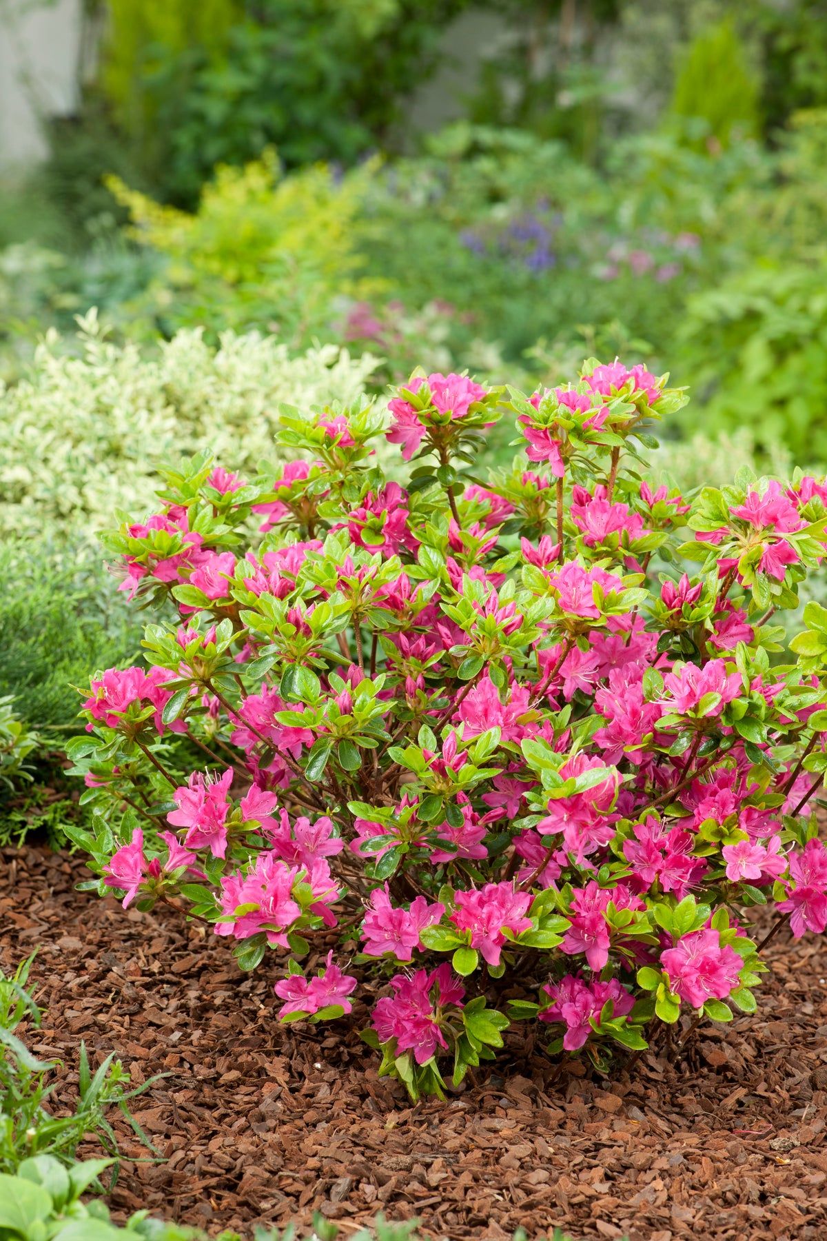 Rhododendron (Japanska Azalea-Gruppen) 'Kermesina', 20-25 cm, 10-pack