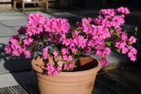 Rhododendron (Japanska Azalea-Gruppen) 'Kermesina', 20-25 cm, 5-pack