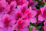 Rhododendron (Japanska Azalea-Gruppen) 'Kermesina', 20-25 cm, 10-pack