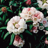 Rhododendron 'Koichiro Wada', 25-30 cm, 1-pack