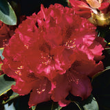 Rhododendron 'Nova Zembla' co 30-40cm 10-pack