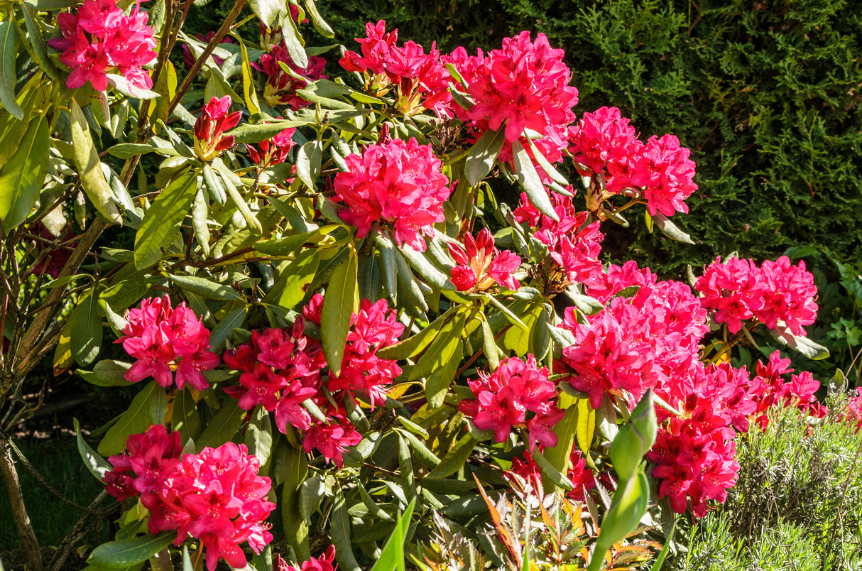 Rhododendron 'Nova Zembla' co 30-40cm 1-pack