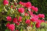 Rhododendron 'Nova Zembla' co 30-40cm 1-pack