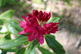 Rhododendron 'Nova Zembla' co 30-40cm 3-pack