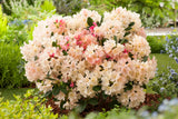 Rhododendron 'Percy Wiseman', 25-30 cm, 3-pack