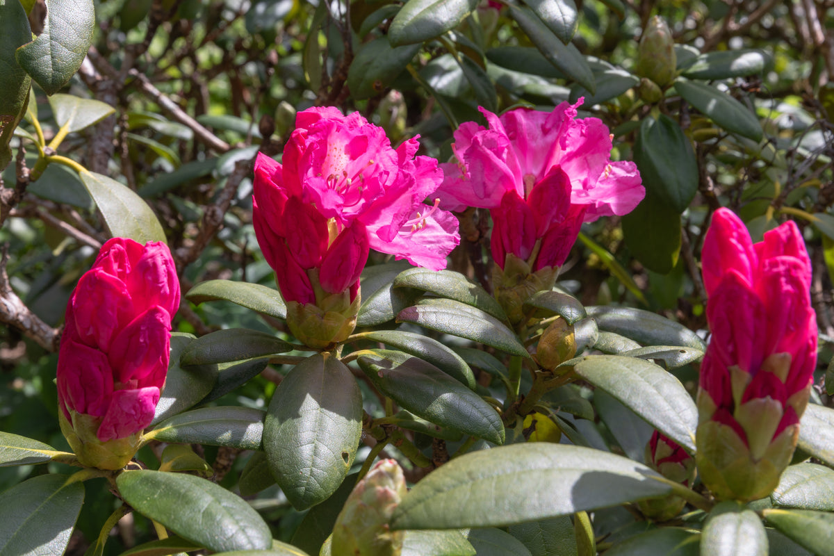 Rhododendron 'Polaris', 30-40 cm, 1-pack