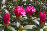 Rhododendron 'Polaris', 30-40 cm, 1-pack