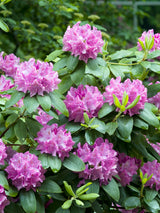 Rhododendron 'Roseum Elegans' co 30-40cm 1-pack