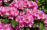 Rhododendron 'Roseum Elegans' co 30-40cm 10-pack