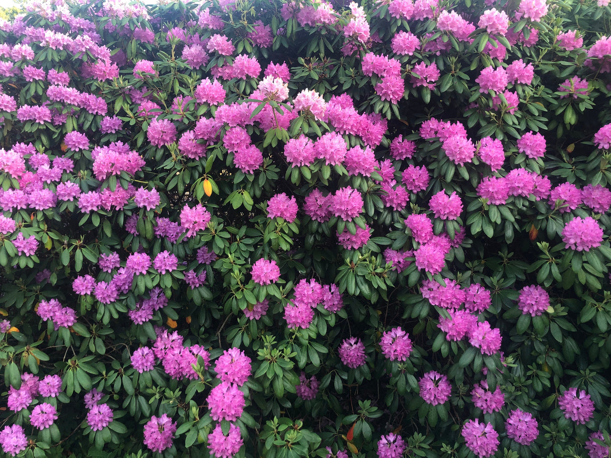 Rhododendron 'Roseum Elegans' co 30-40cm 1-pack