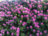Rhododendron 'Roseum Elegans' co 30-40cm 1-pack