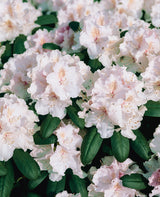Rhododendron 'Schneekrone', 25-30 cm, 1-pack