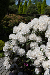Rhododendron 'Schneekrone', 25-30 cm, 1-pack
