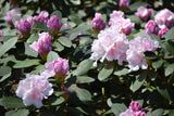 Rhododendron 'Schneekrone', 25-30 cm, 5-pack