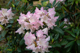 Rhododendron 'Silberwolke', 25-30 cm, 5-pack