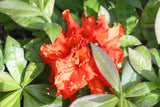 Rhododendron 'Gibraltar', 30-40 cm, 10-pack