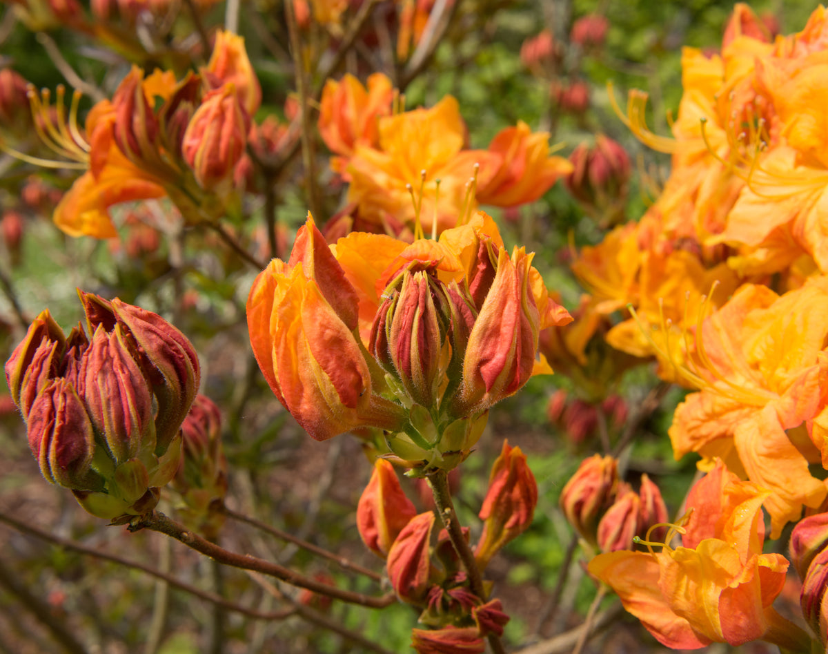 Rhododendron 'Klondyke', 30-40 cm, 5-pack