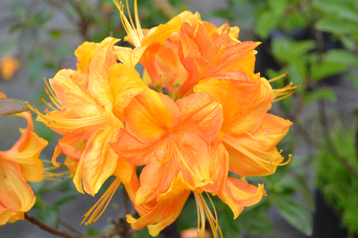 Rhododendron 'Klondyke', 30-40 cm, 3-pack