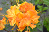 Rhododendron 'Klondyke', 30-40 cm, 3-pack