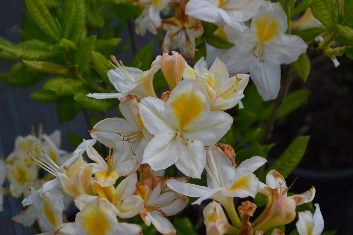 Rhododendron 'Persil', 30-40 cm, 5-pack