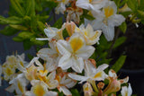 Rhododendron 'Persil', 30-40 cm, 5-pack