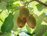 Kiwi 'Jenny' 3-pack i kruka