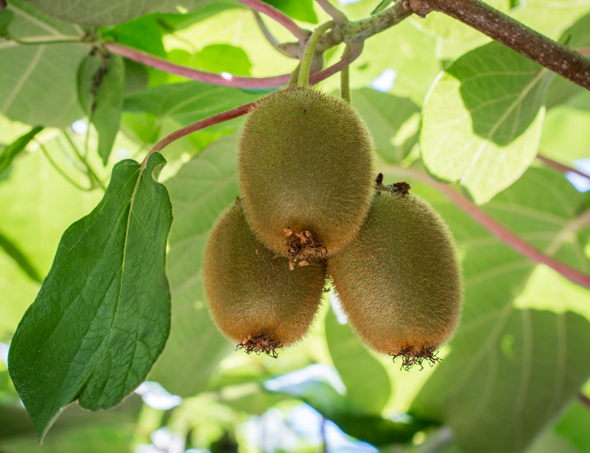 Kiwi 'Jenny' 10-pack i kruka