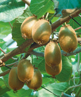 Kiwi 'Jenny' 10-pack i kruka