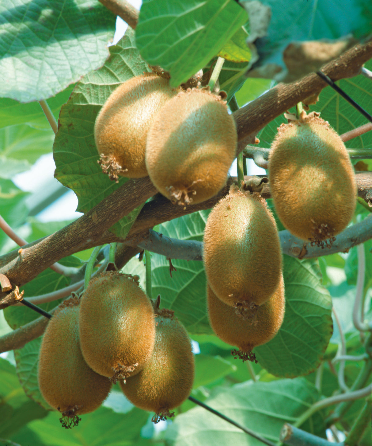 Kiwi 'Jenny' 3-pack i kruka