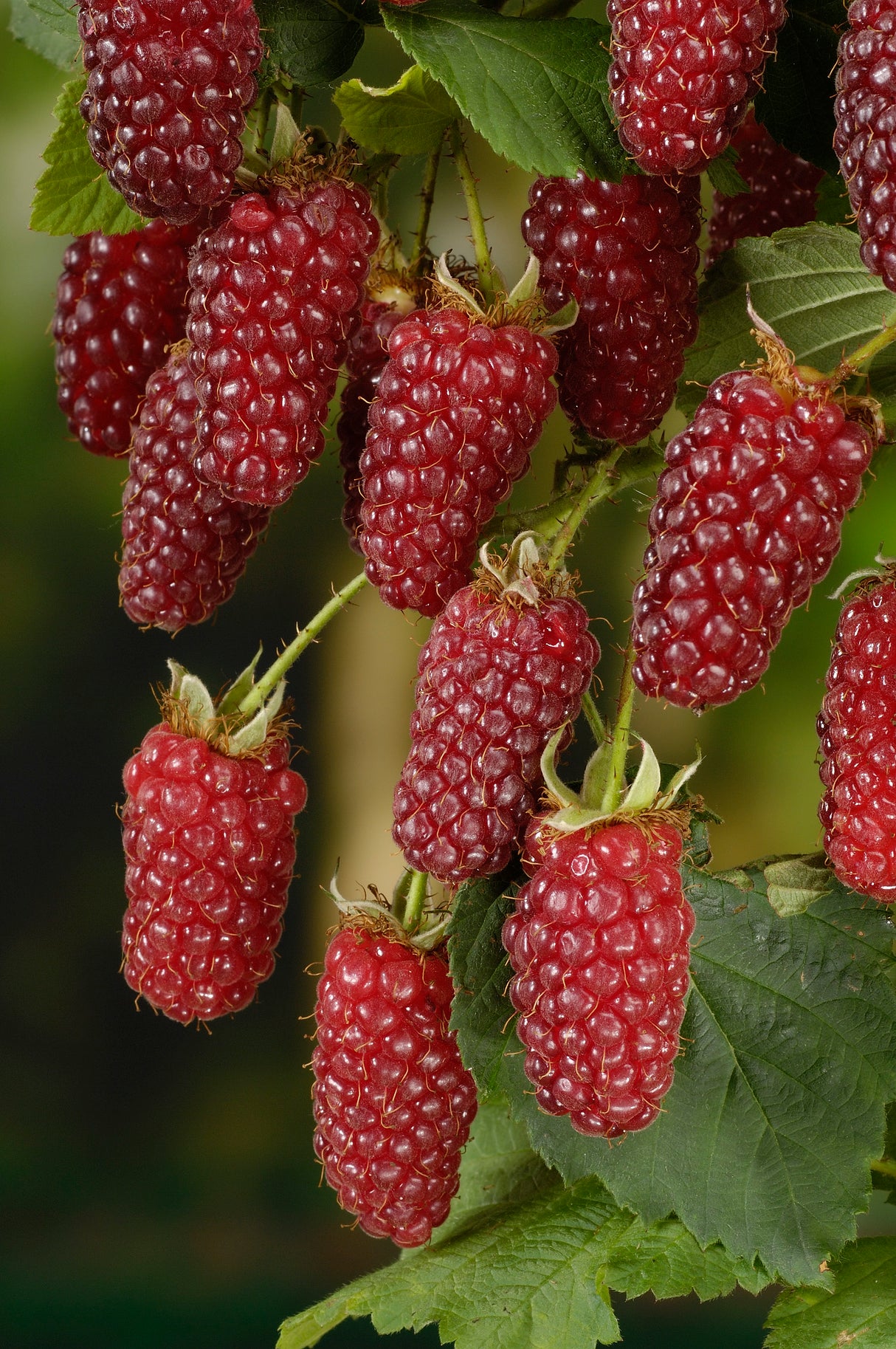 Björnbärshallon 'Tayberry' 1-pack i kruka