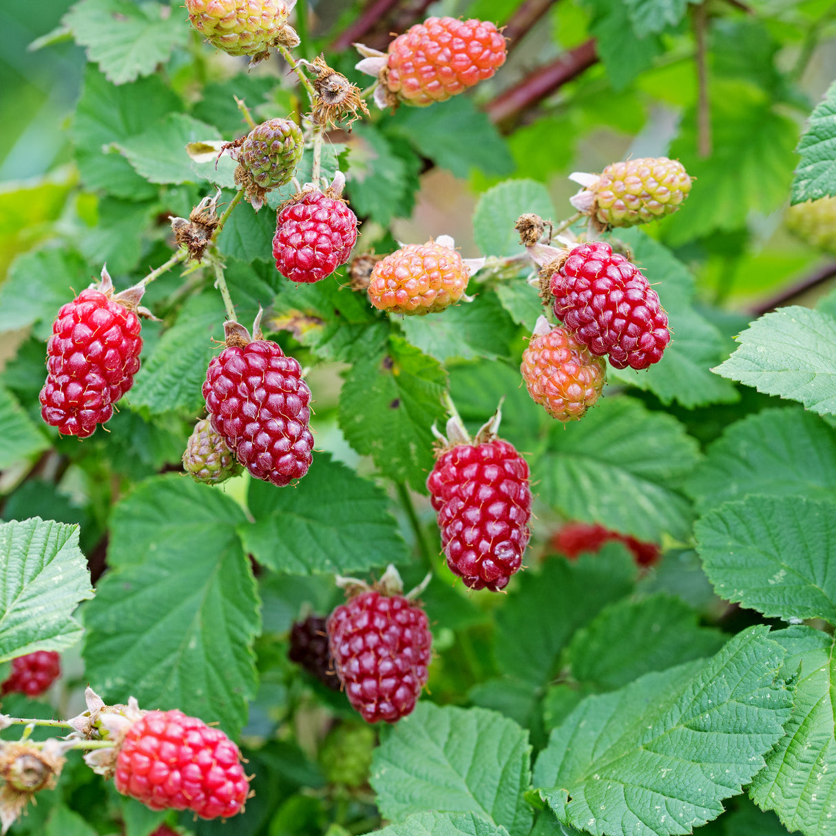 Björnbärshallon 'Tayberry' 1-pack i kruka