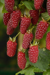 Björnbärshallon 'Tayberry' 10-pack i kruka