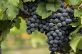Vitis?'Bl? Burgunder', 10-pack