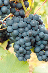 Vindruva 'Rondo' 5-pack