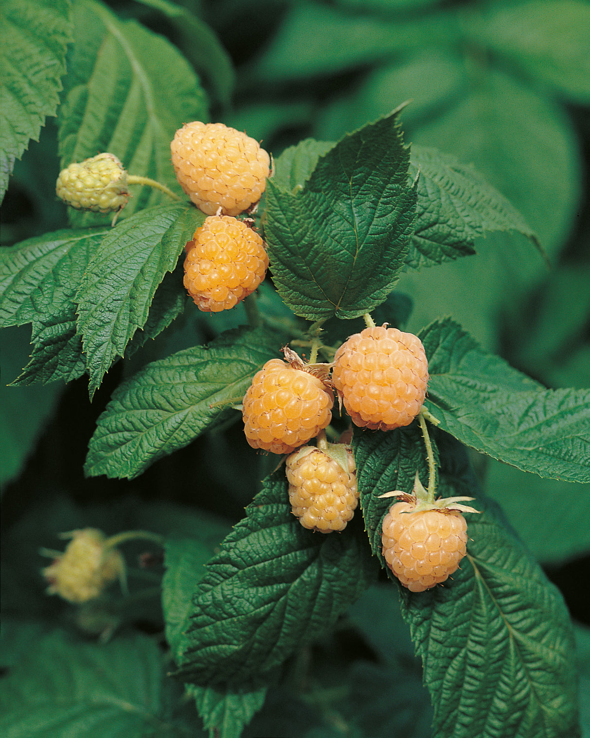 Rubus (H?sthallon) 'Allgold', 1-pack