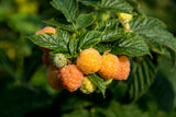 Rubus (H?sthallon) 'Allgold', 1-pack