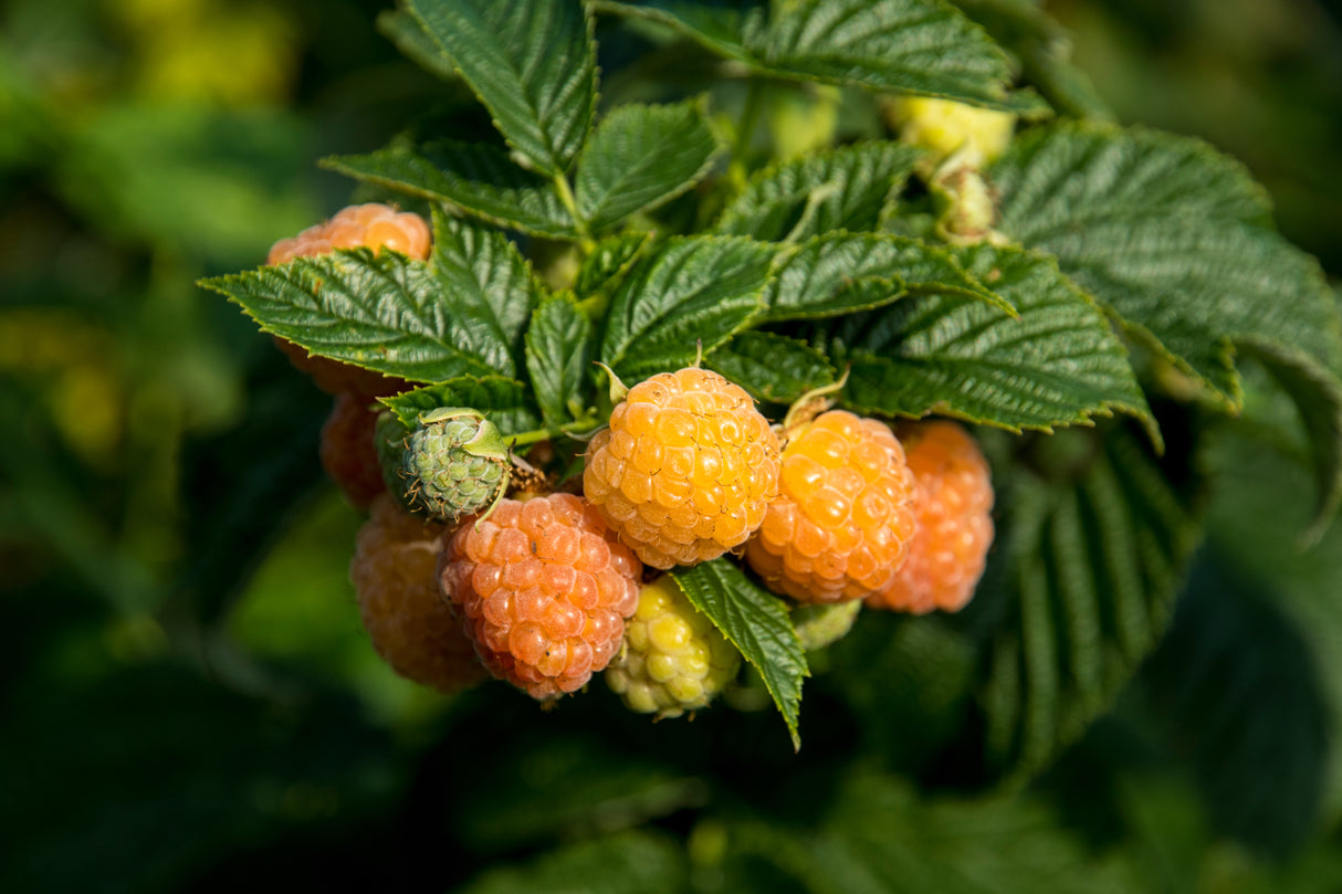 Rubus (H?sthallon) 'Allgold', 5-pack