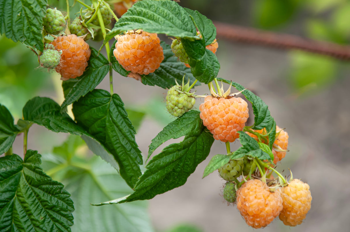 Rubus (H?sthallon) 'Allgold', 10-pack