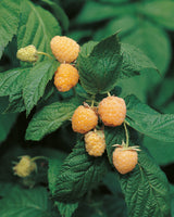 Rubus (H?sthallon) 'Allgold', 10-pack