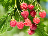 Rubus (Hallon) 'Glen Prosen', 10-pack