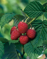 Rubus (Hallon) 'Heritage', 1-pack