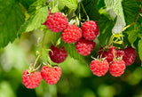 Rubus (Hallon) 'Heritage', 1-pack