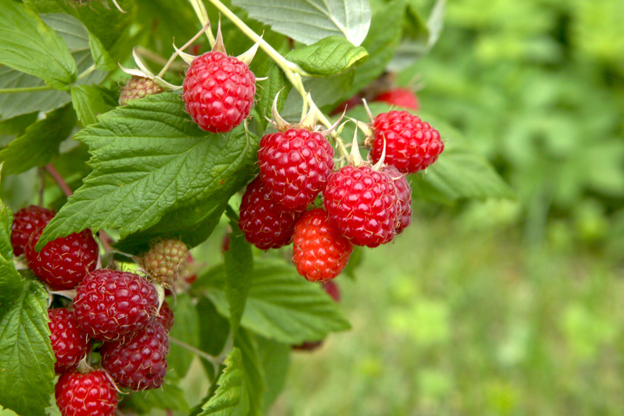 Rubus (Hallon) 'Ottawa', 1-pack