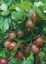 Krusbär 'Hinnonmäki' Röd 5-pack