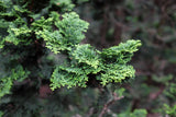 Japansk ädelcypress 'Nana Gracilis' 20-25 co